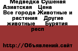 Медведка Сушеная Азиатская › Цена ­ 1 400 - Все города Животные и растения » Другие животные   . Бурятия респ.